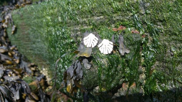 Small Kelp Studs by Rob Morris